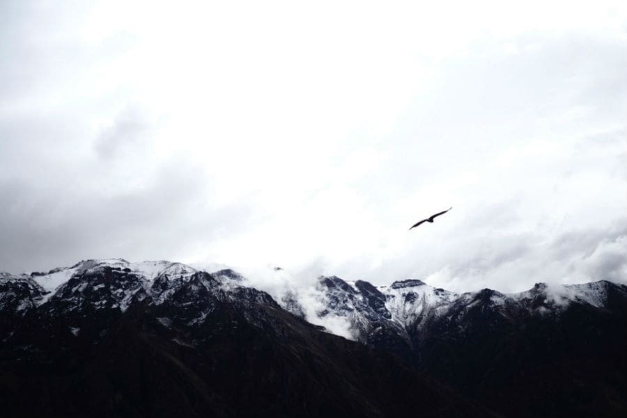 Avistamiento del vuelo cóndor en Colca