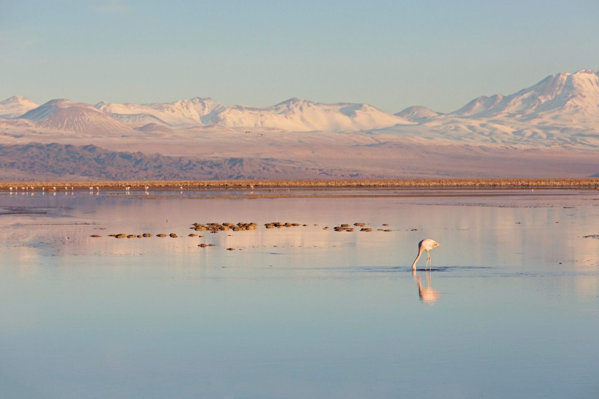 vista del paisaje de la Laguna Chaxa en el desierto de Atacama, Chile, con un flamenco en la laguna salada