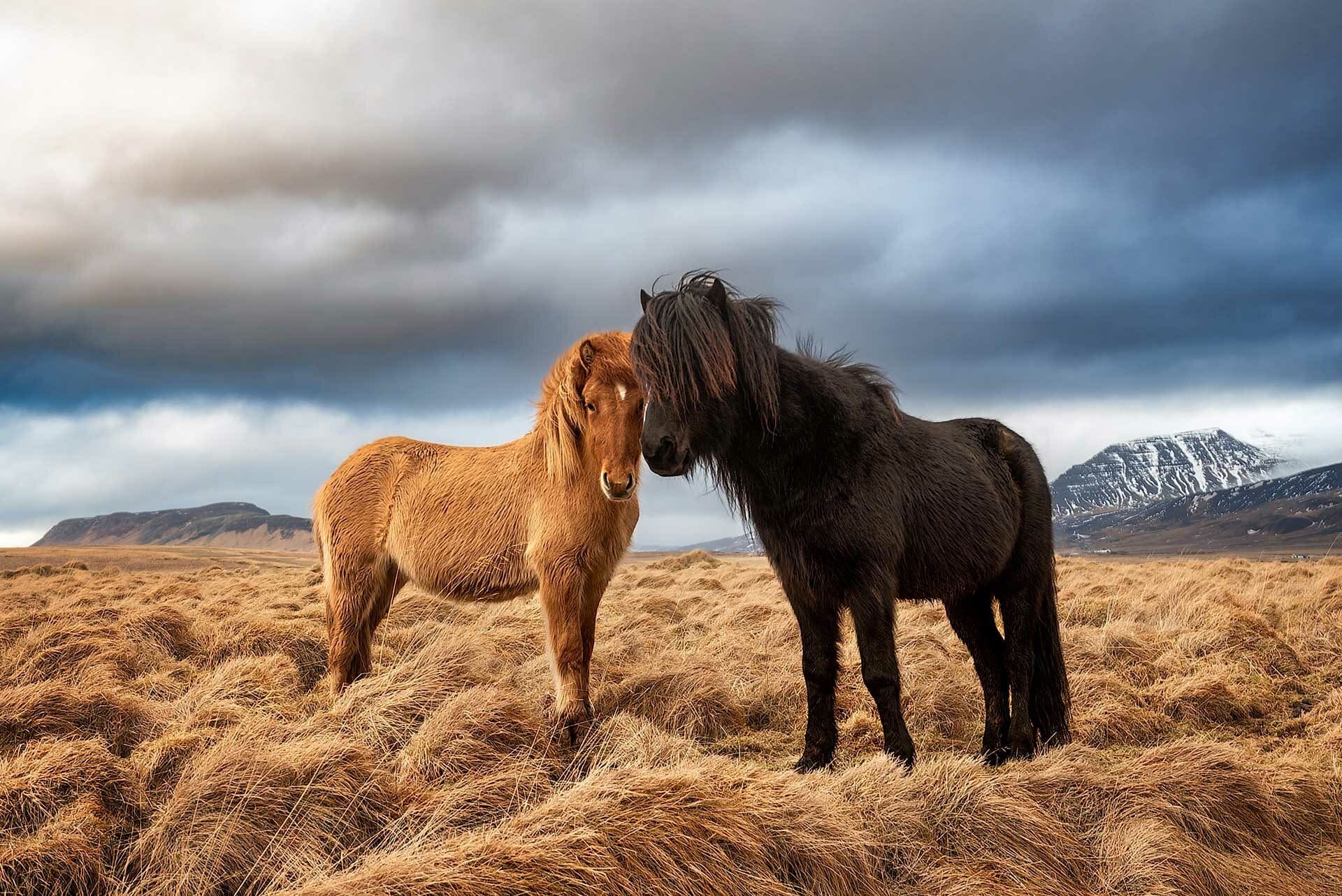 Caballos islandeses