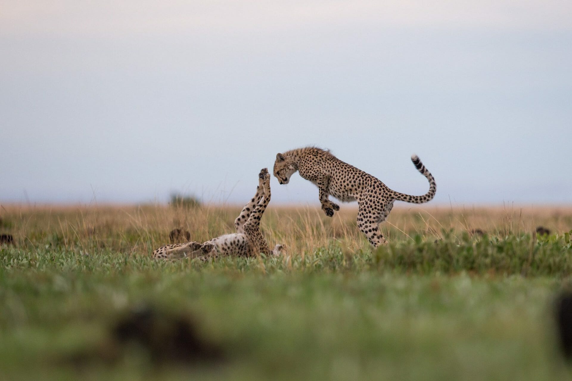 Zambia Safari