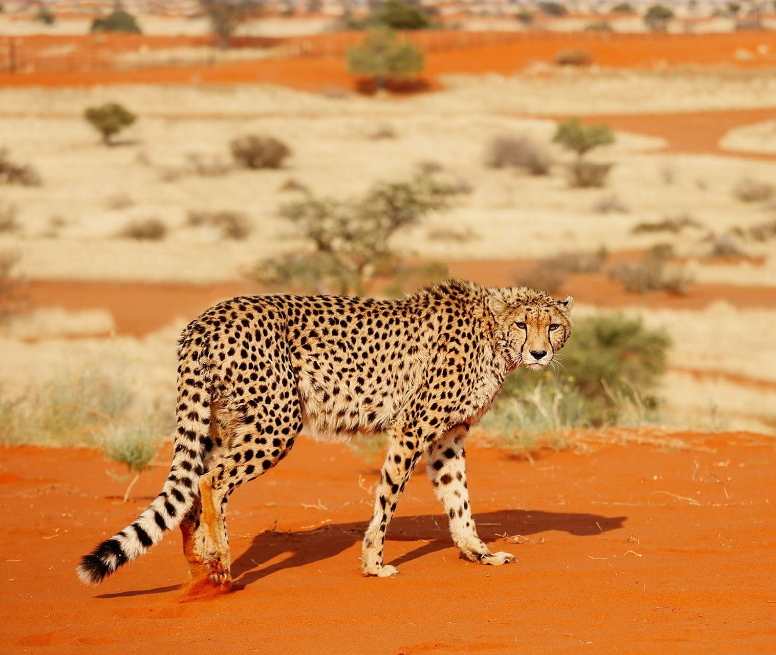 Guepardo en Namibia