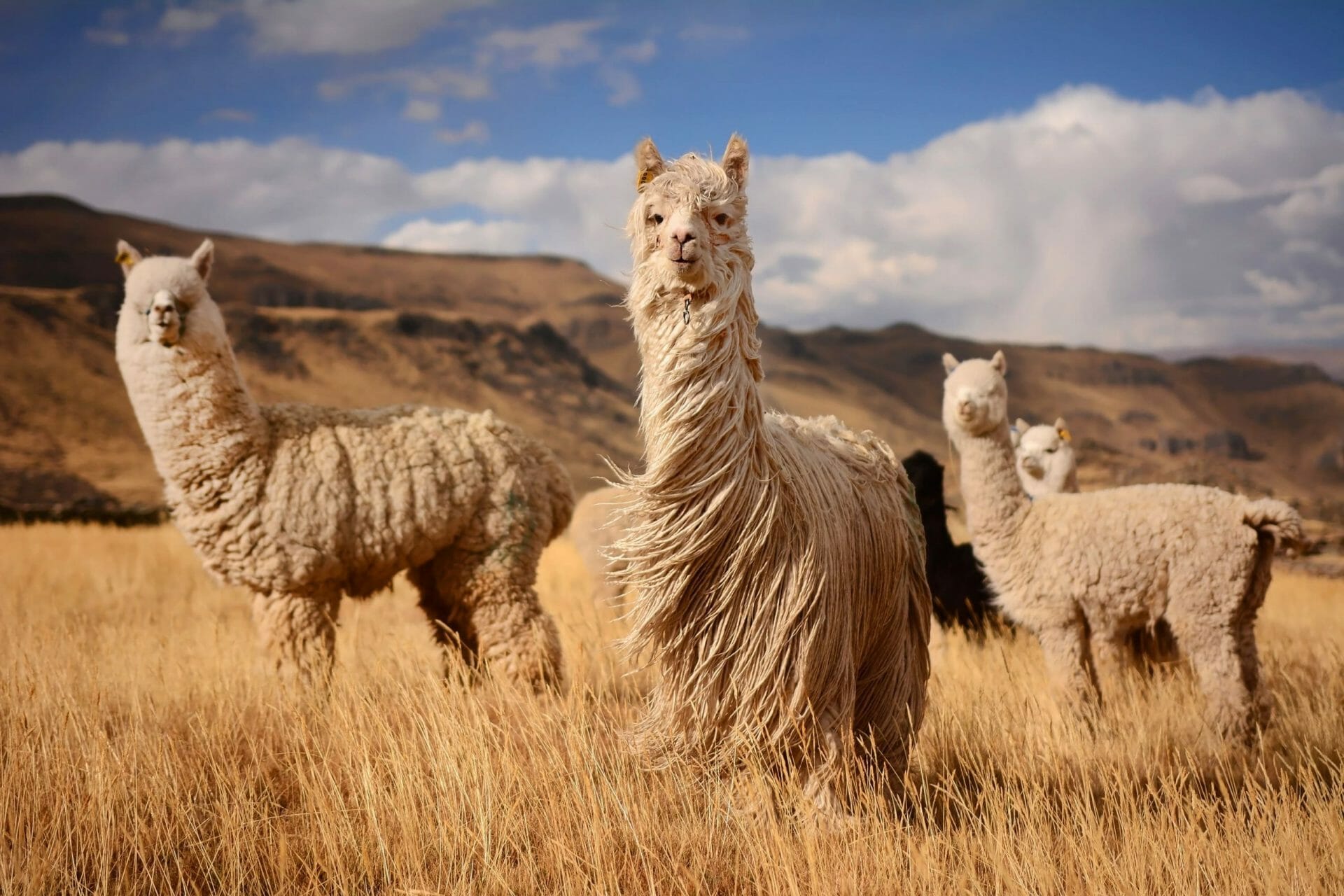 Llama en Perú