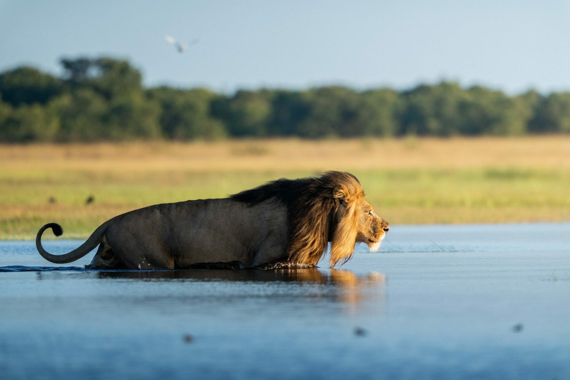 Time + Tide Liuwa Plain leon