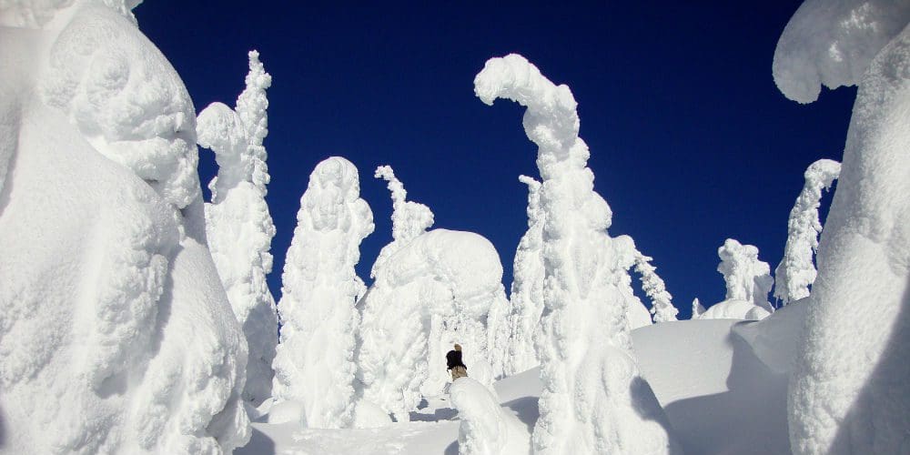 Snow-covered trees