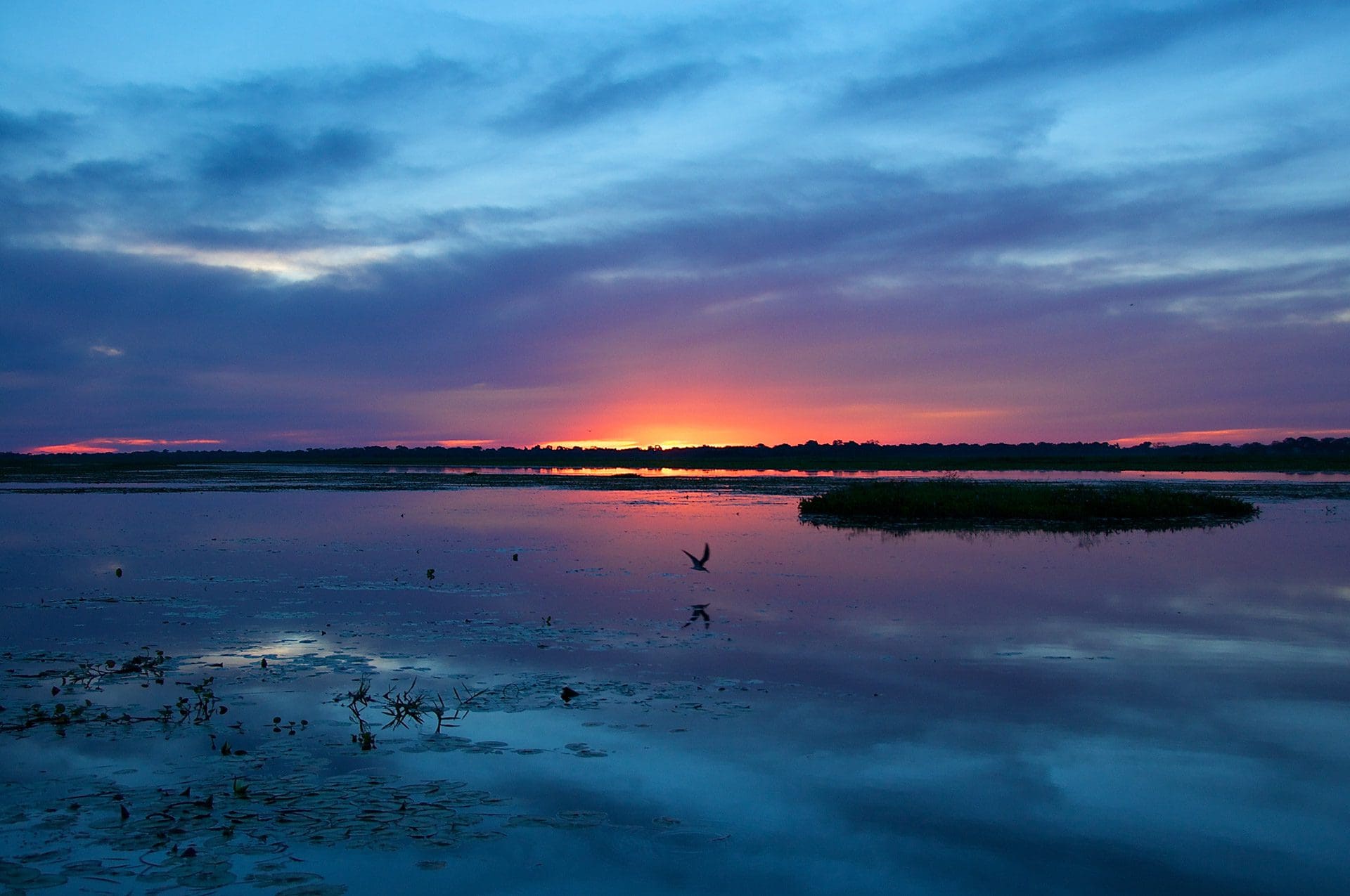 Brasil Pantanal