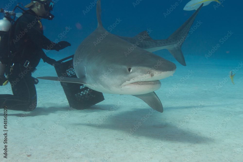 Buceo en tofo con tiburones toro