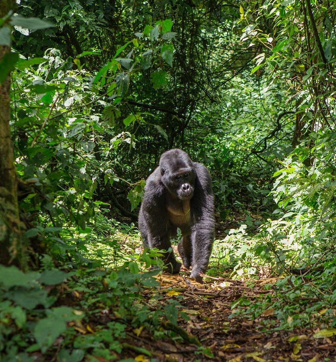 Dian Fossey