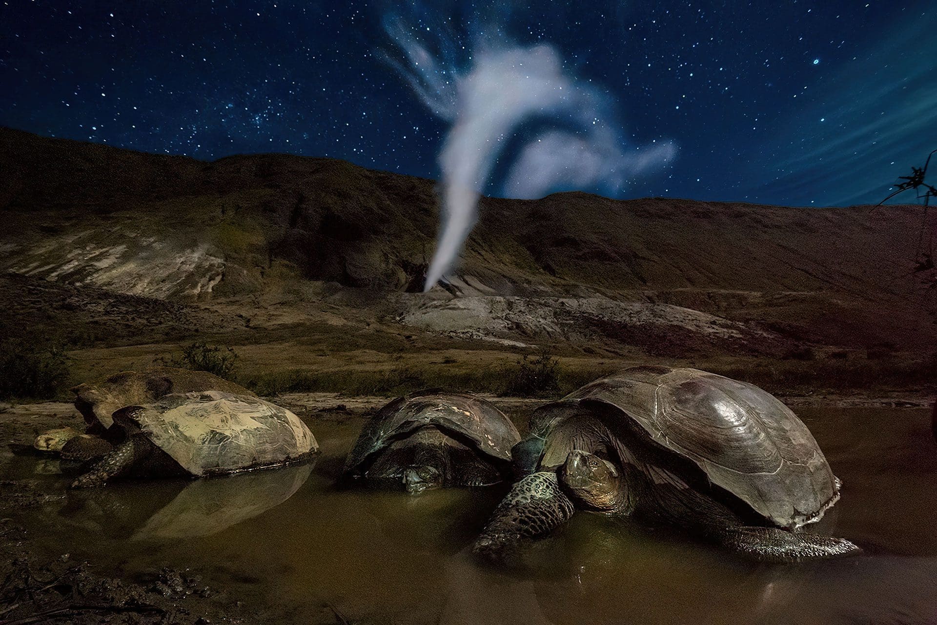 Ecuador Galápagos Tortuga migración