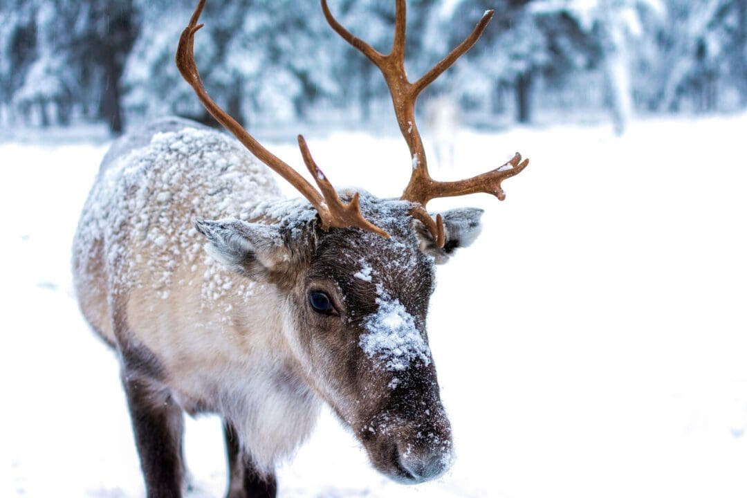 Reindeer in the snow