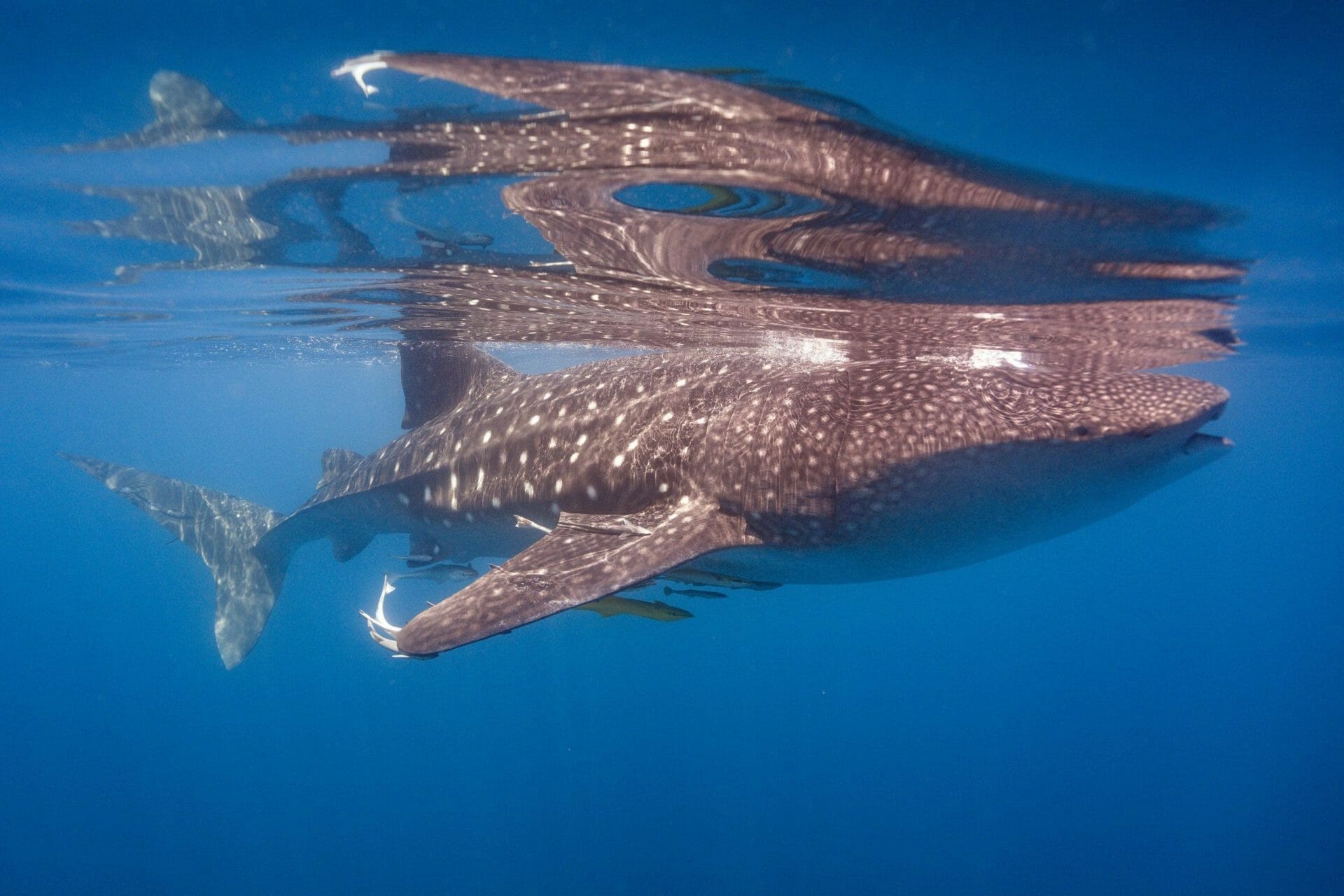 Tiburon Ballena Qatar