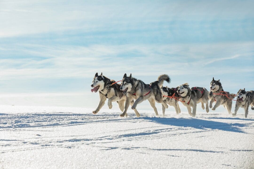 Husky sledding