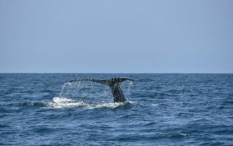 Ballenas Baja California