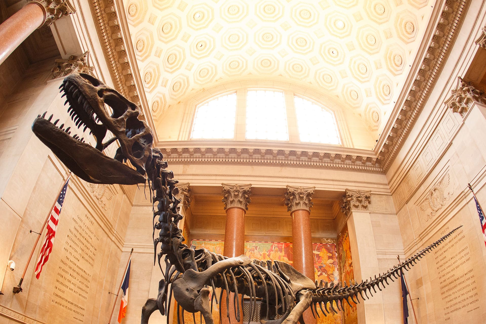 Dinosaur skeleton at the Museum of Natural Science in New York City