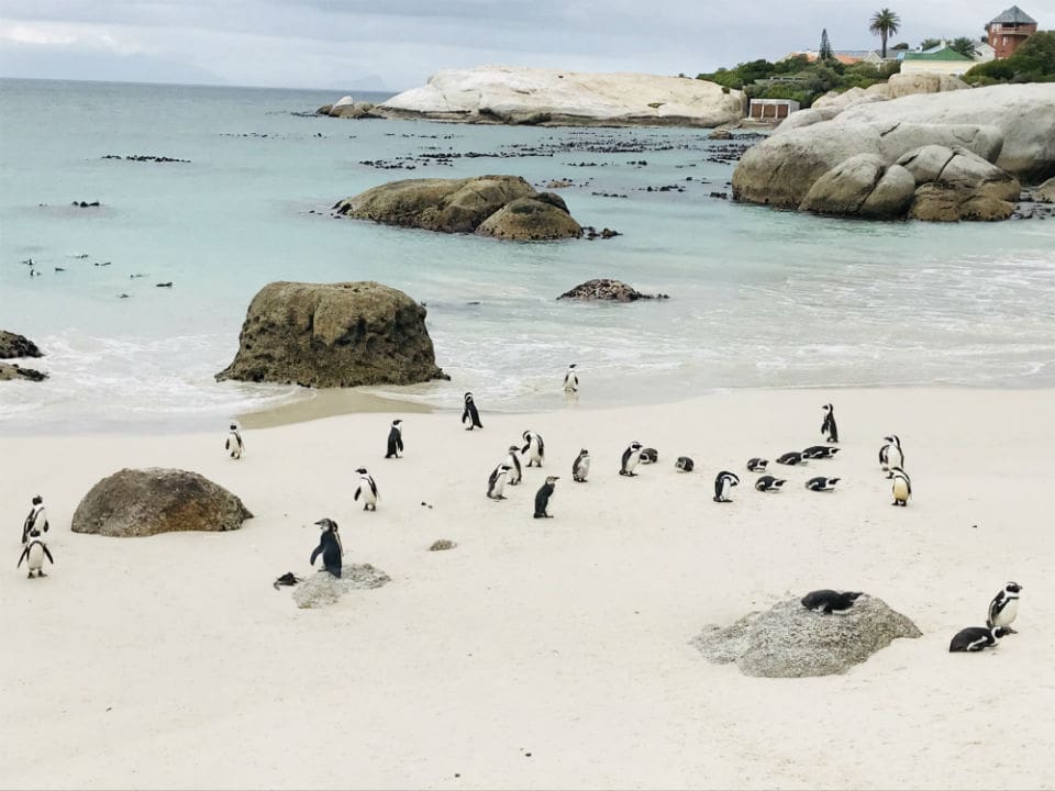 Pinguinos