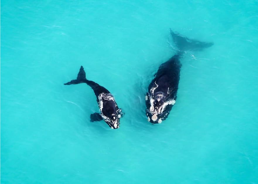 Ballenas Sudáfrica