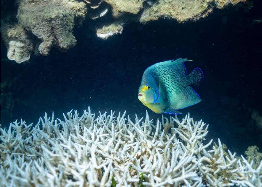 Buceo Madagascar