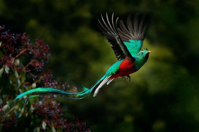 Pájaro exótico volando