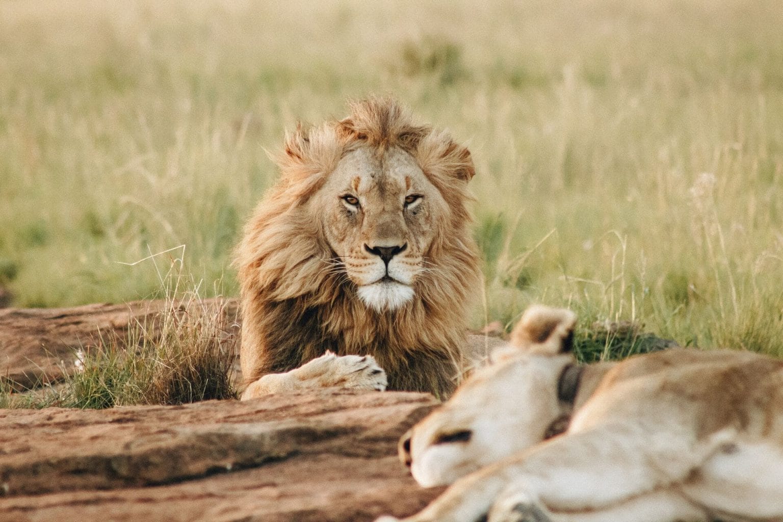 Leones en Botswana