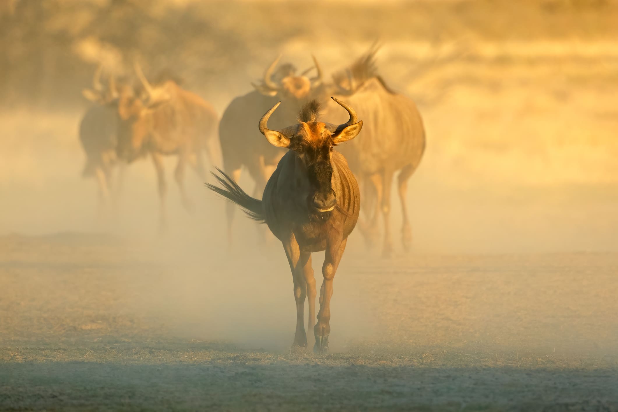 Wildebeast Kalahari Sudafrica