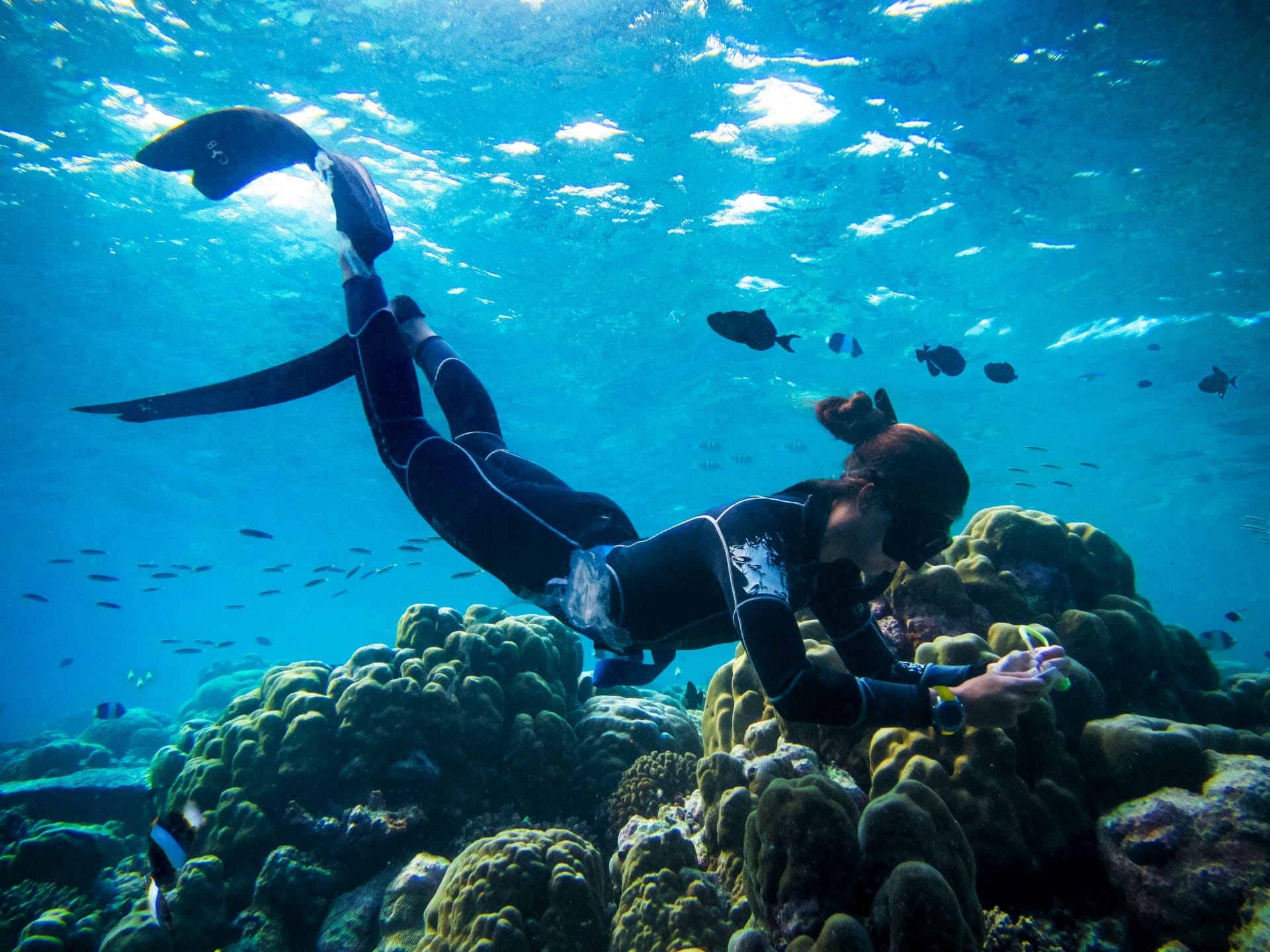 Recuperación Jardines de coral en Maldivas