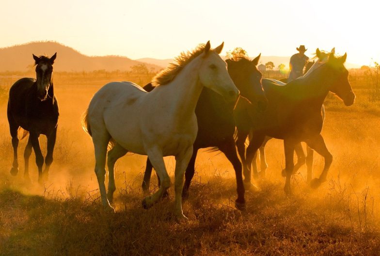 Australia Rancho