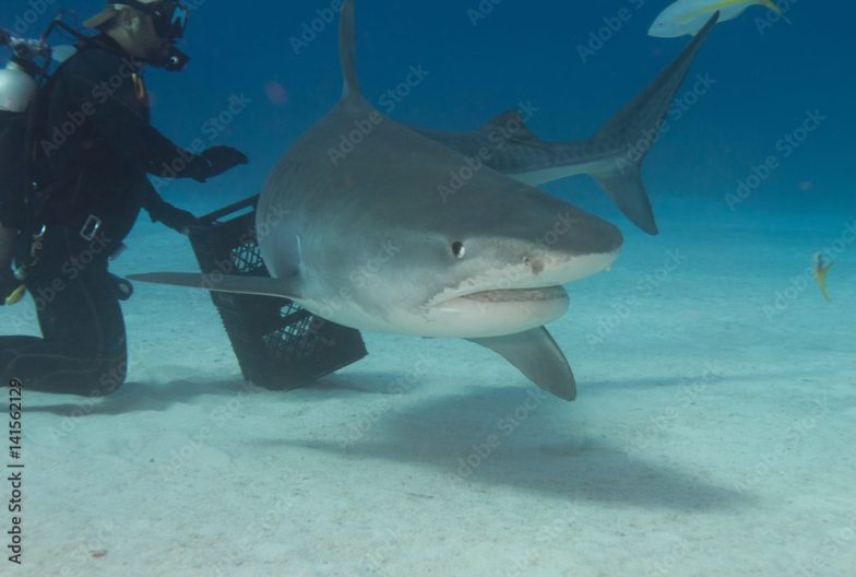 Buceo en tofo con tiburones toro