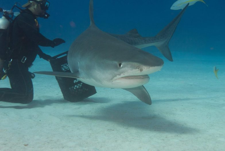 Buceo en tofo con tiburones toro