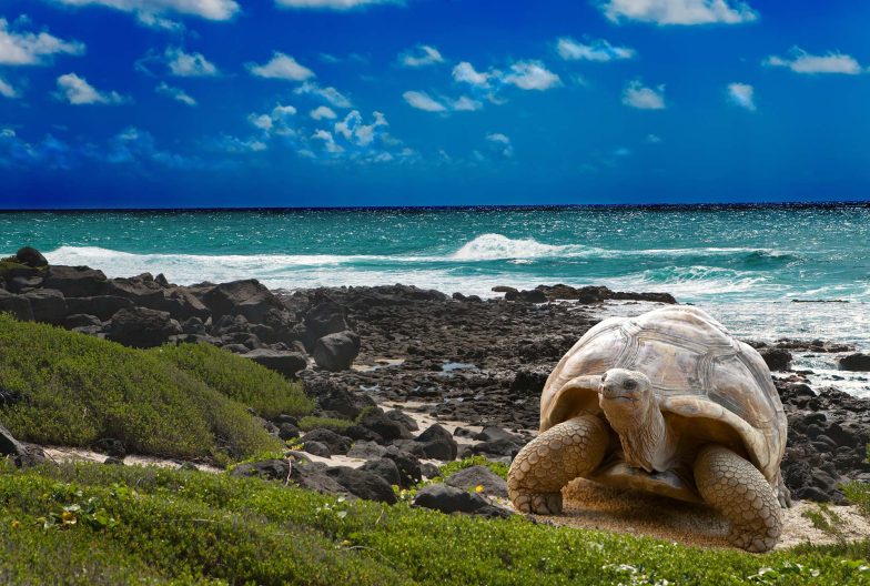 Ecuador Galápagos Tortuga mogración