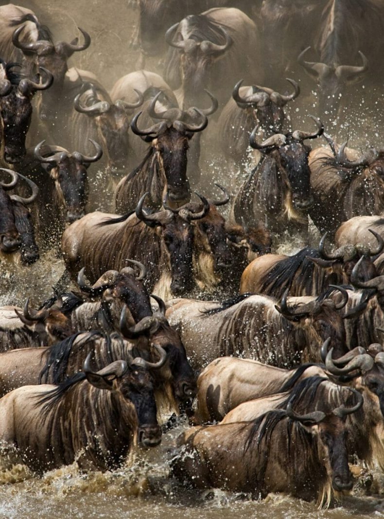 La Gran Migración. Pasando a través de los ñus en la reserva de Masai Mara Kenia