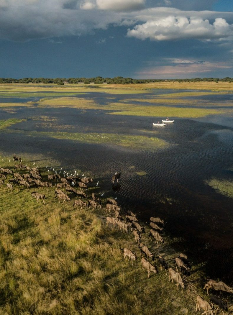 Liuwa migracion Time and Tide Zambia