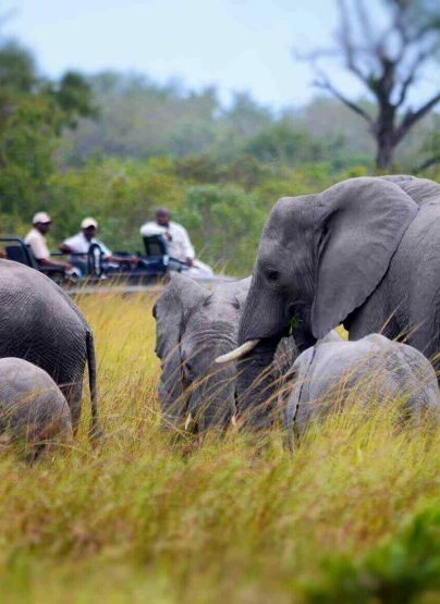 Sabi Sand Reserva Kruger Sudafrica