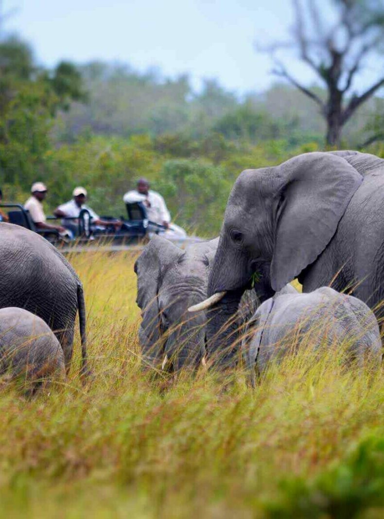 Sabi Sand Reserva Kruger Sudafrica