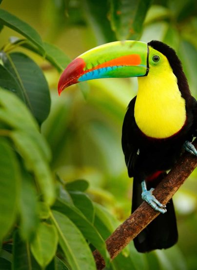 tucán en un bosque de Costa Rica