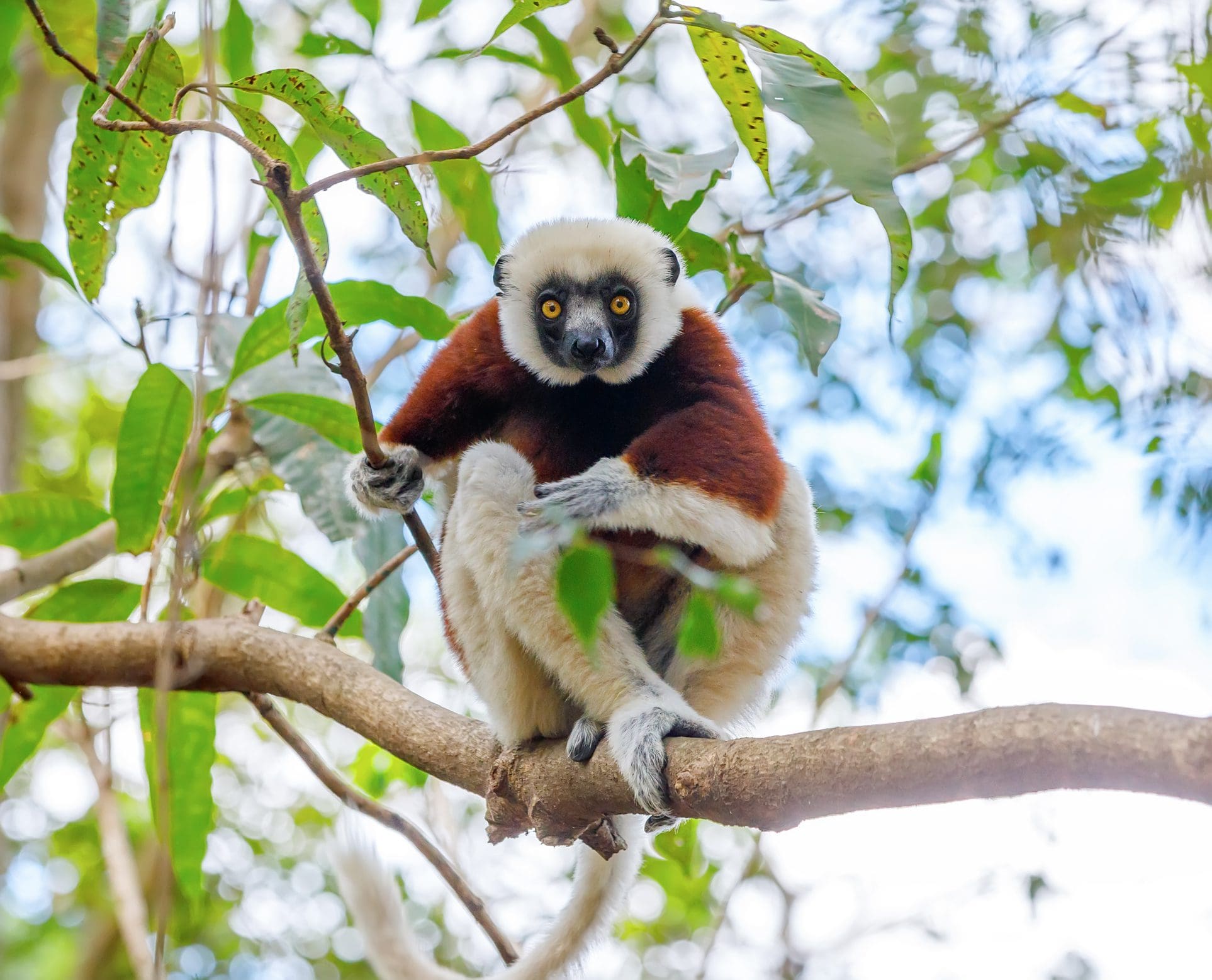 Lemur Madagascar