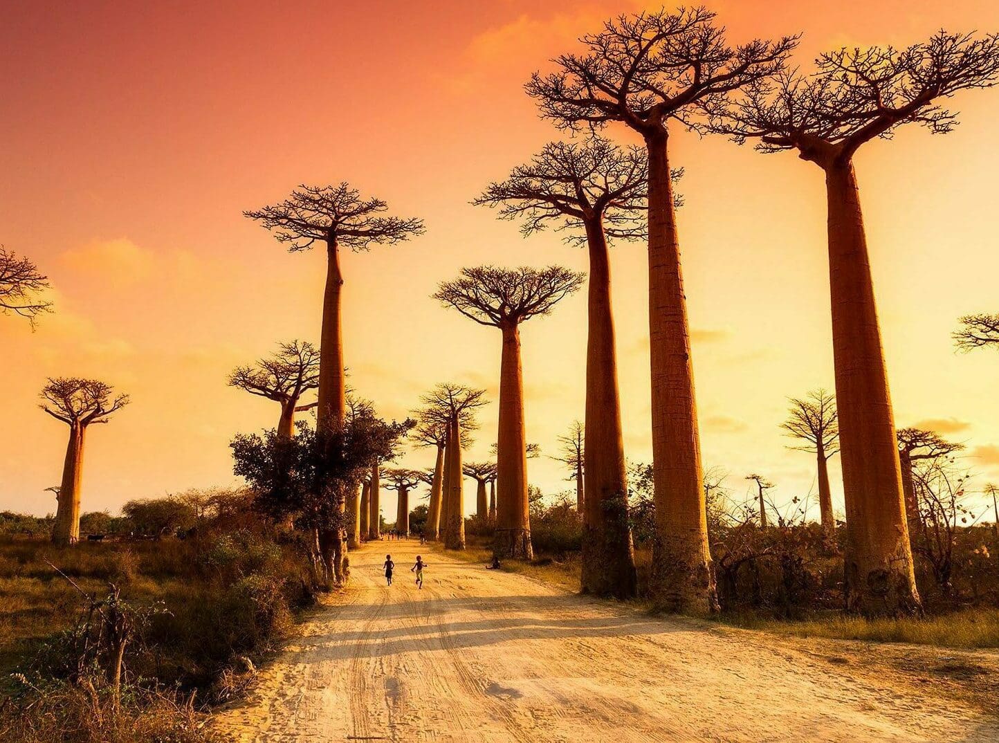 Baobabs Madagascar