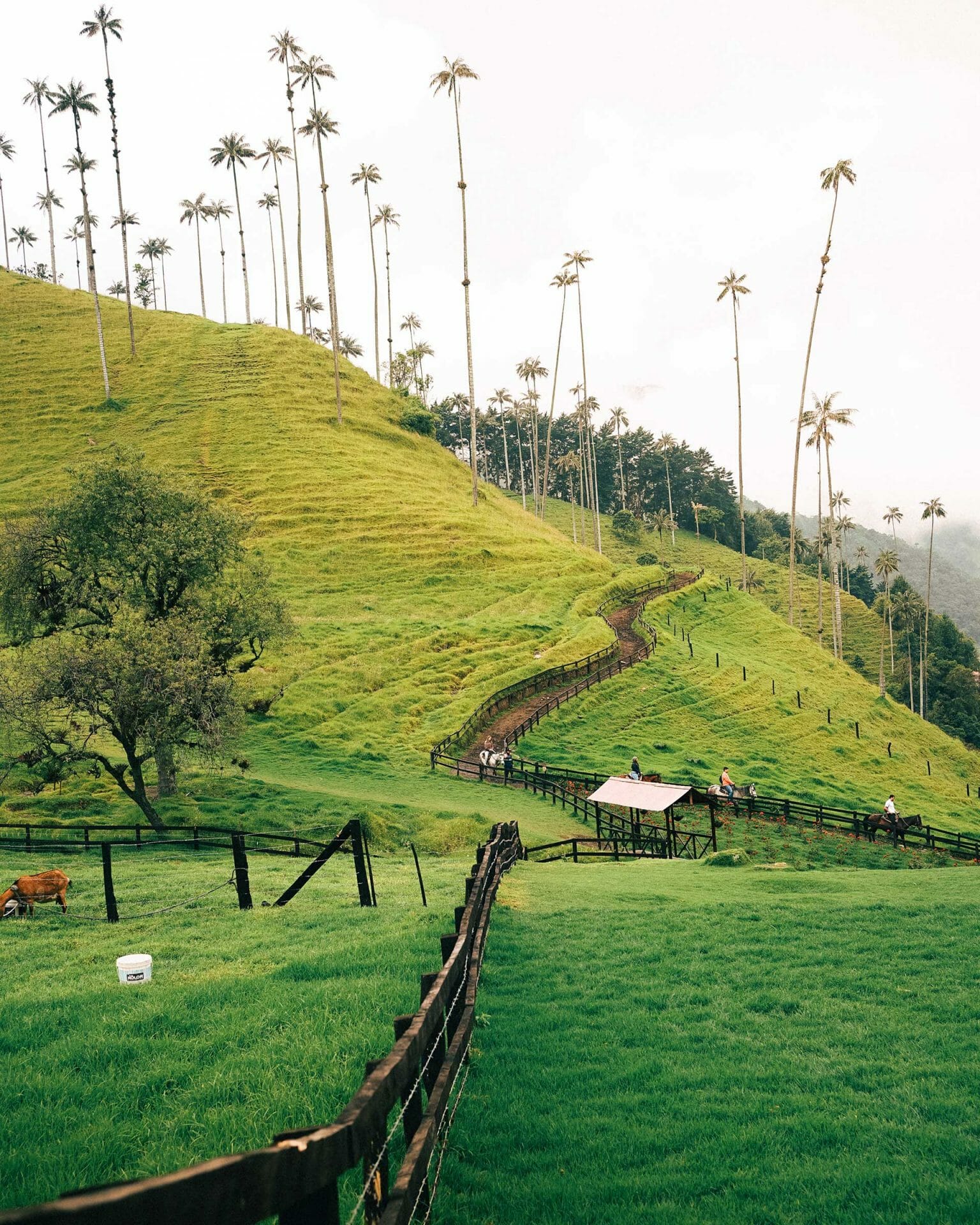 Eje cafetero en Colombia