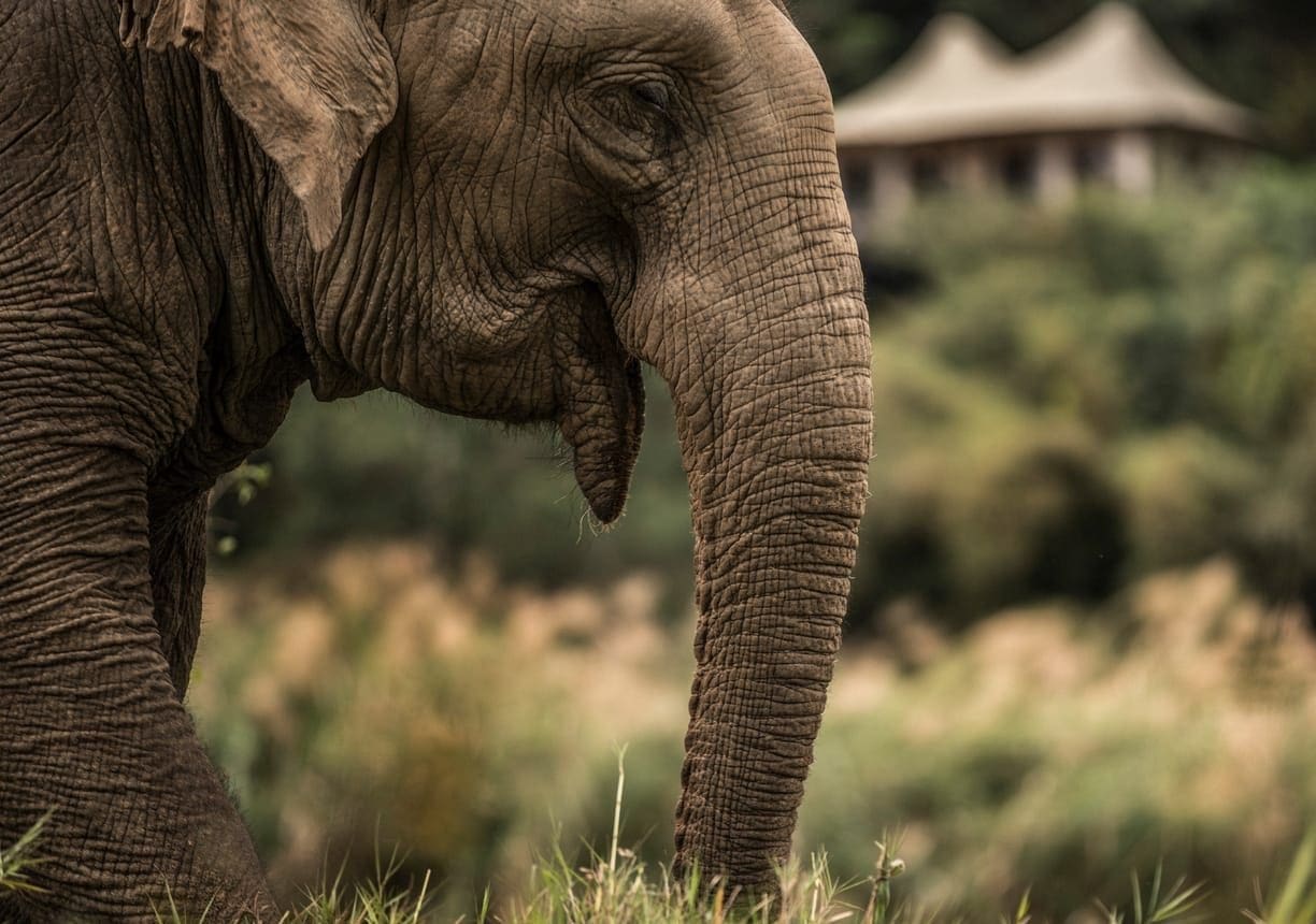 Elefante Tailandia