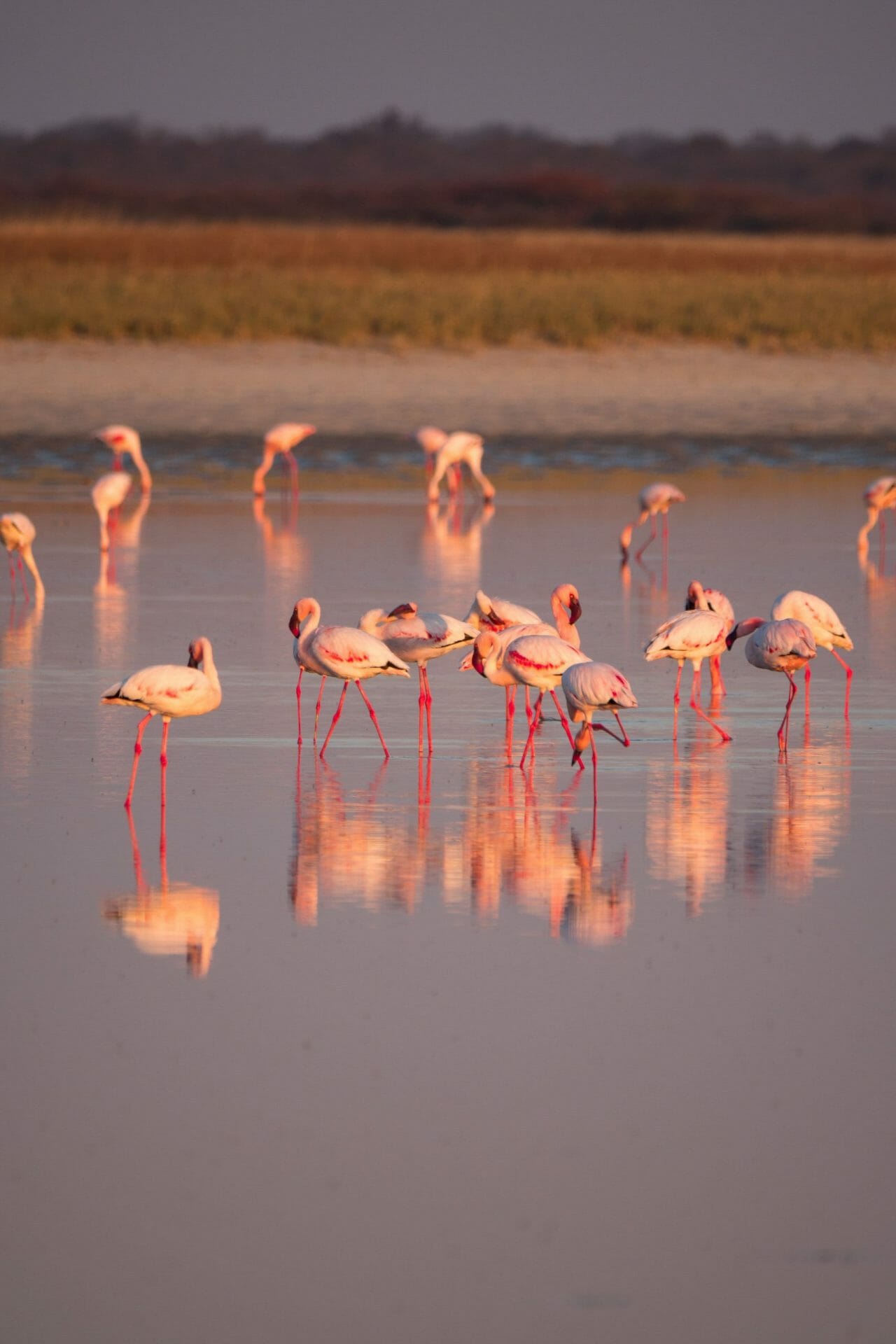 Flamencos en el Santuario de Aves de Nata, Parque Nacional de los Pans de Makgadikgadi en Botswana.