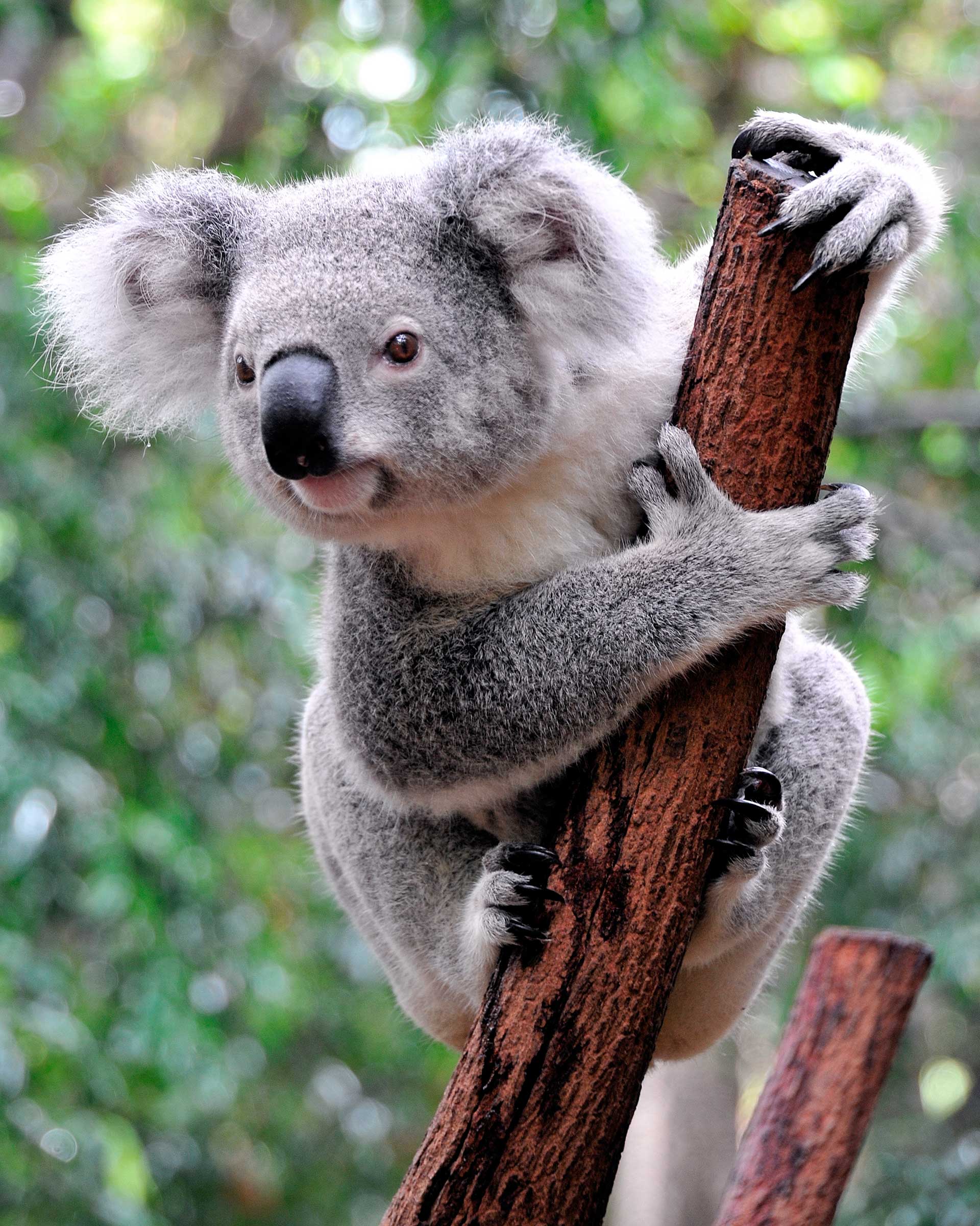 Koala Australia