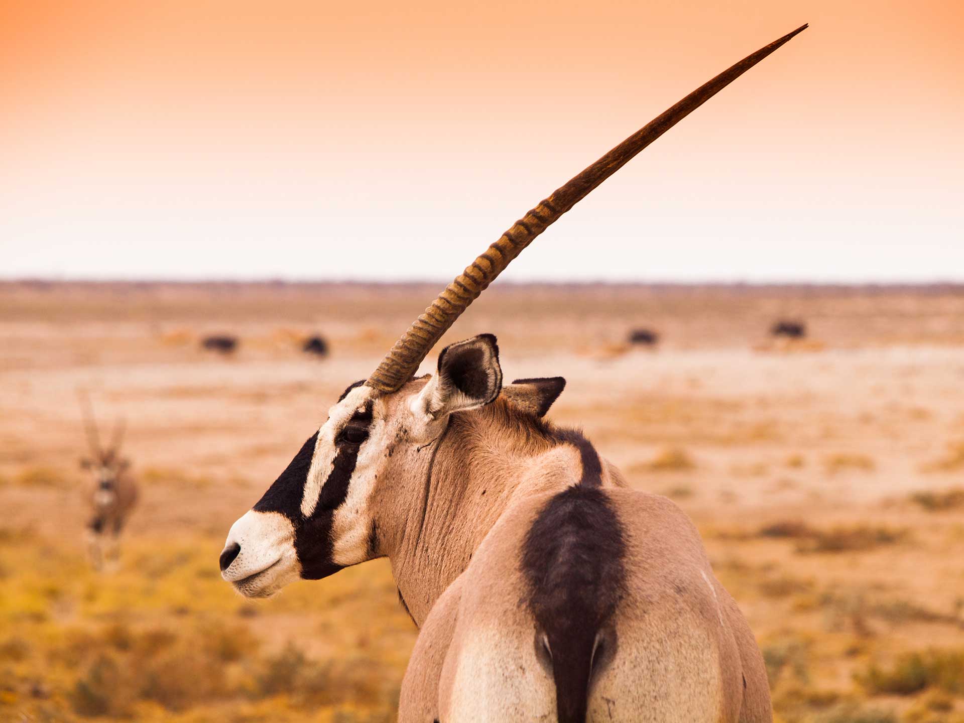 Oryx Namibia