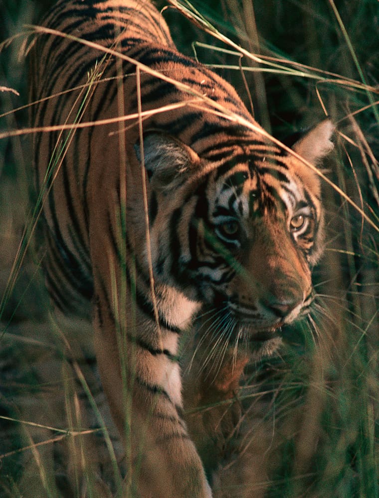 Tigre India