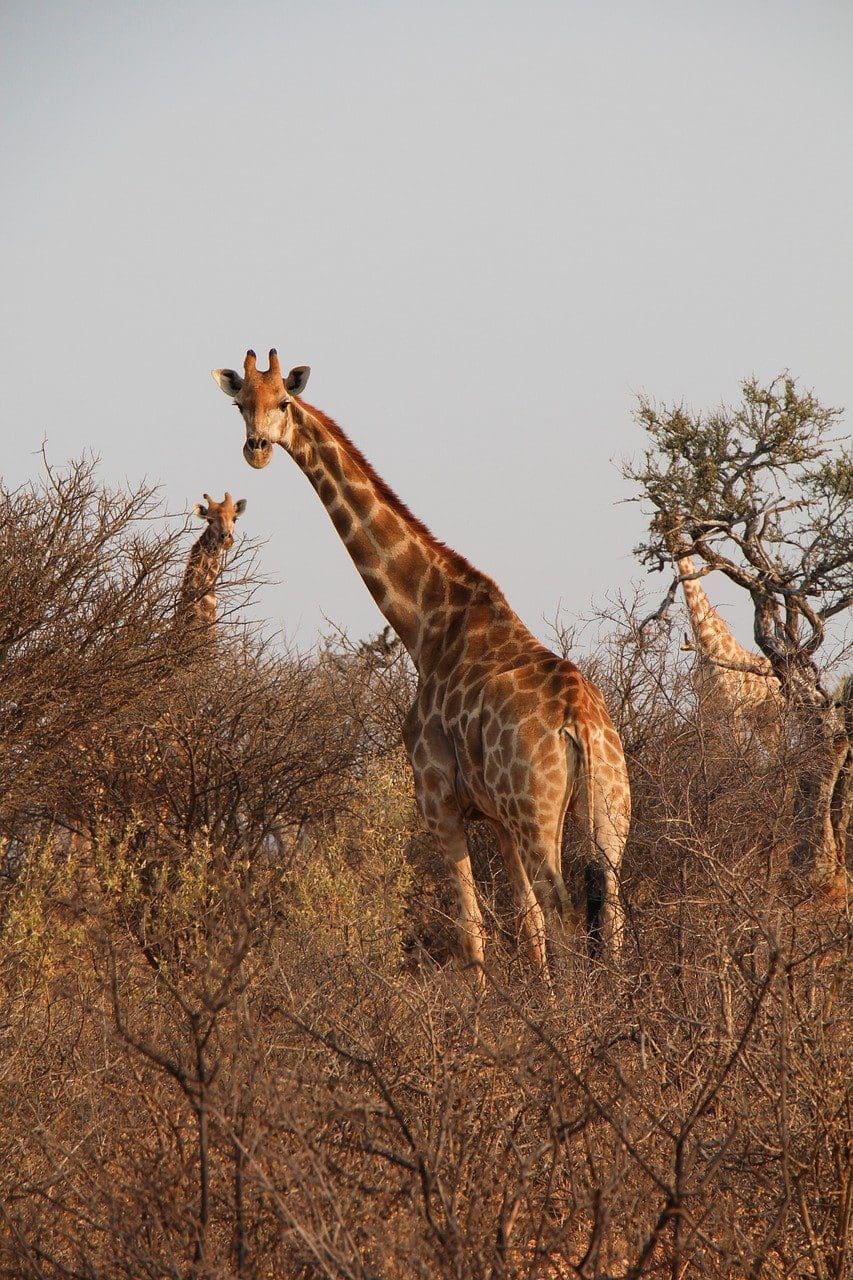 giraffes-g40dc6e514_1280