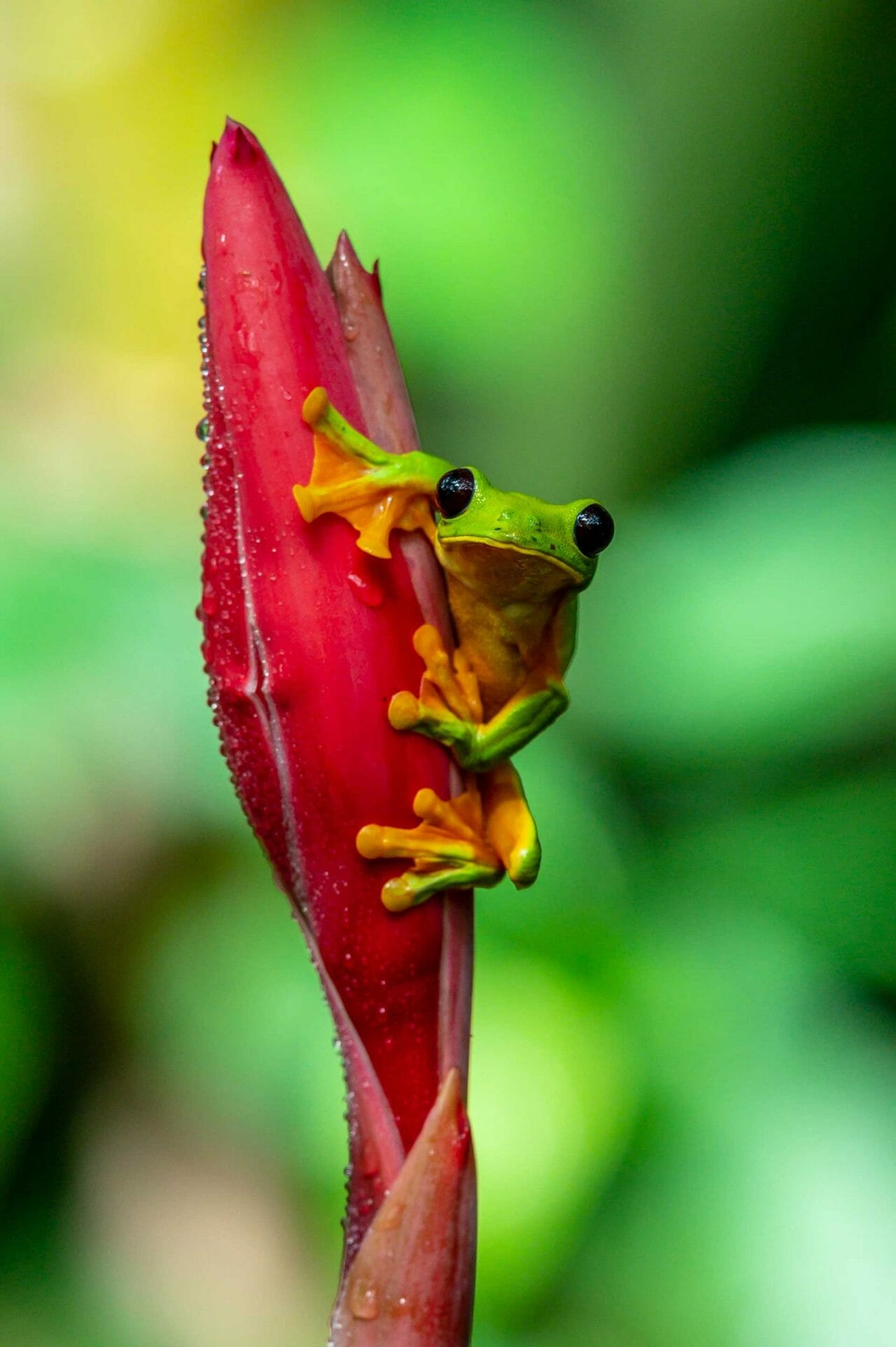 rana en una flor en Colombia