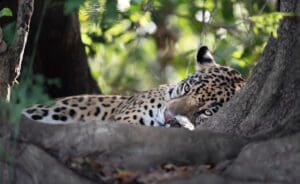 Acercamiento de un Jaguar (Panthera onca) descansando en la orilla de un río entre árboles, en el Pantanal, Brasil.