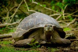 Tortuga gigante de las Galápagos en la isla Floreana, Ecuador.