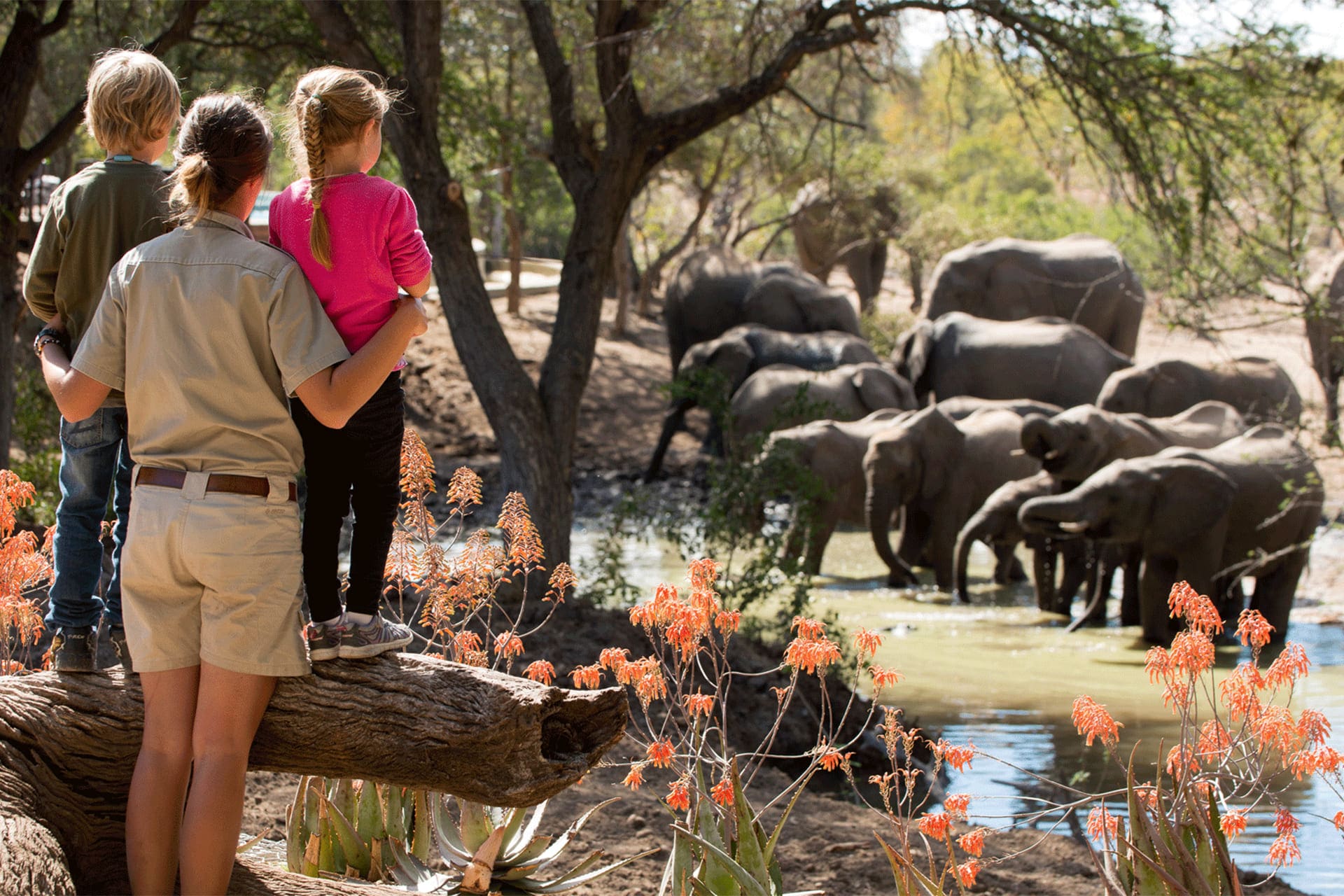 Children observing a herd of elephants with a ranger