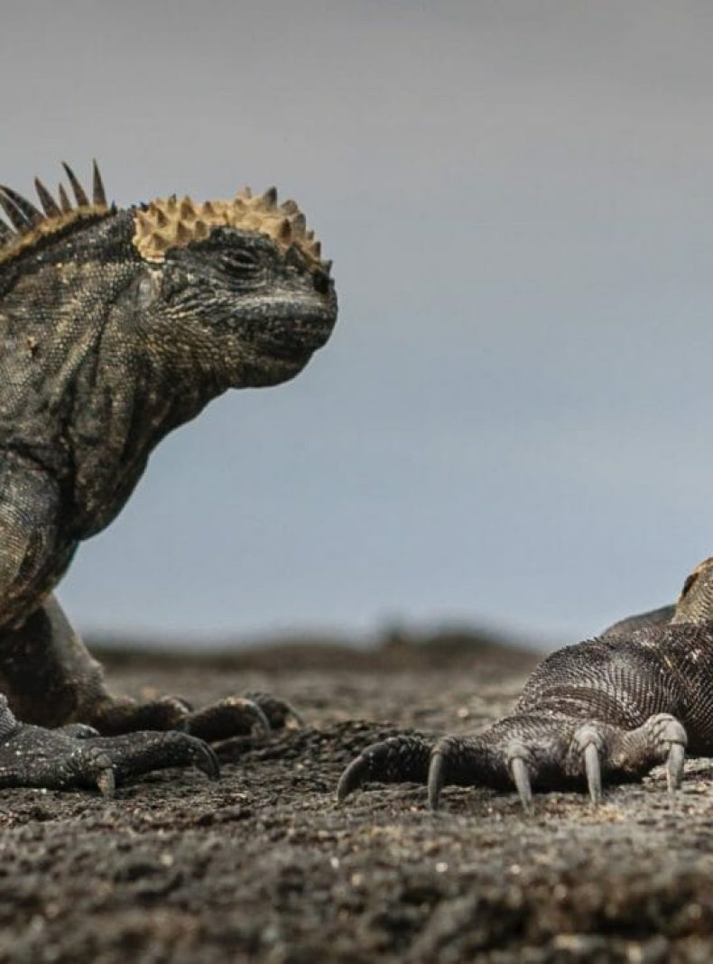 Iguanas Galápagos Ecuador