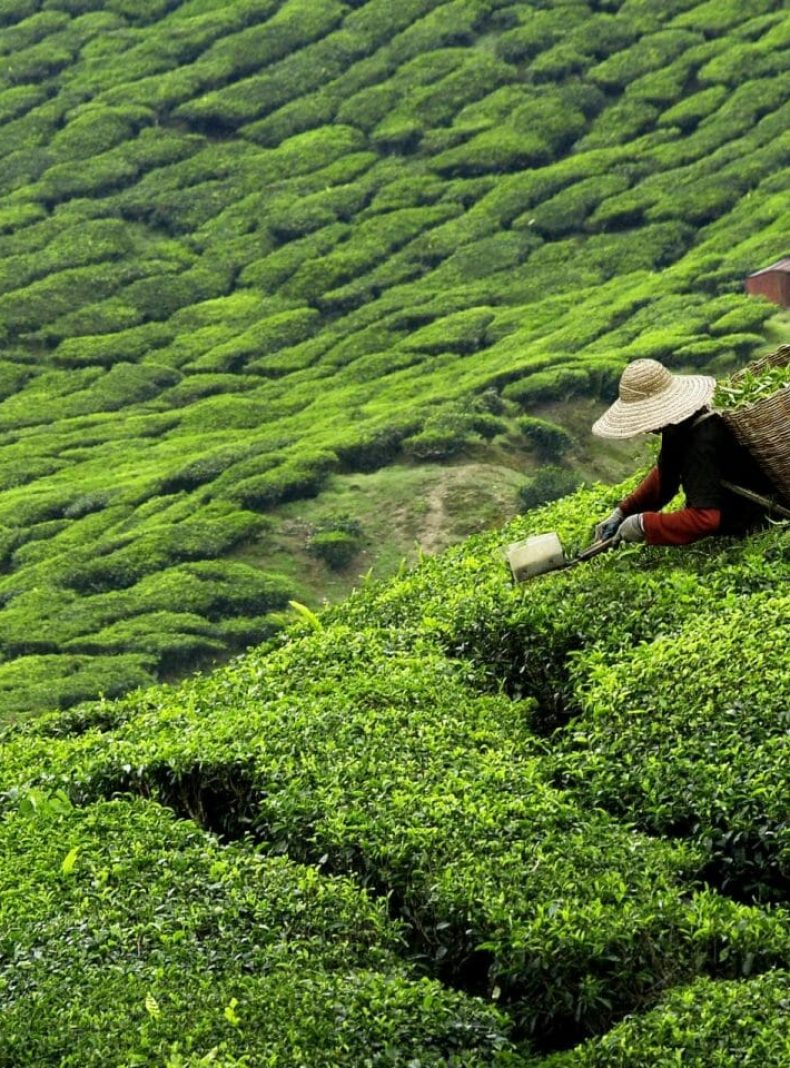 Sri Lanka té