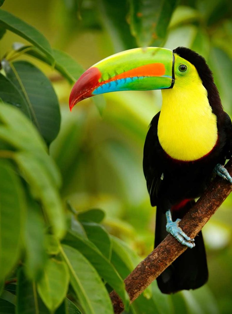 tucán en un bosque de Costa Rica